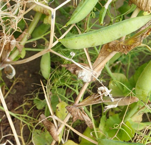 sclérotinia sur pois au stade de remplissage des gousses