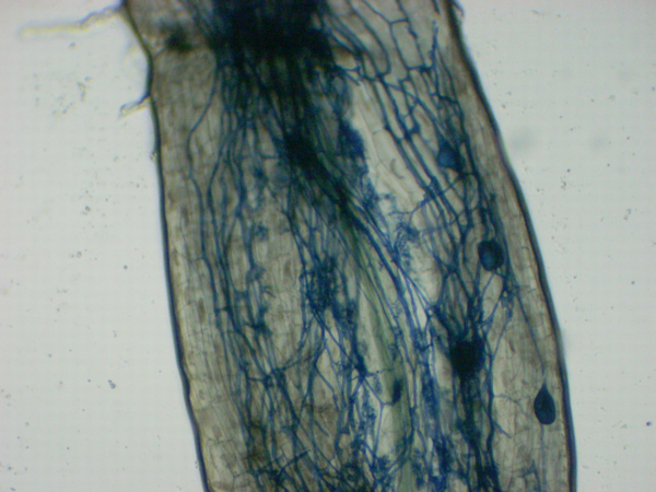 Mycorhization chanvre