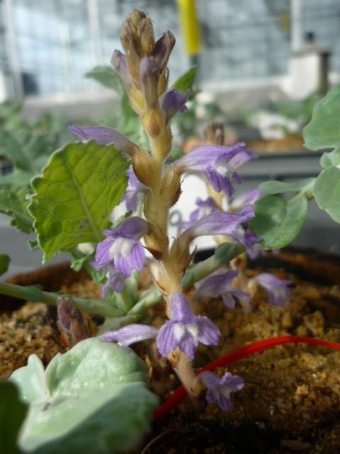 orobanche rameuse chanvre