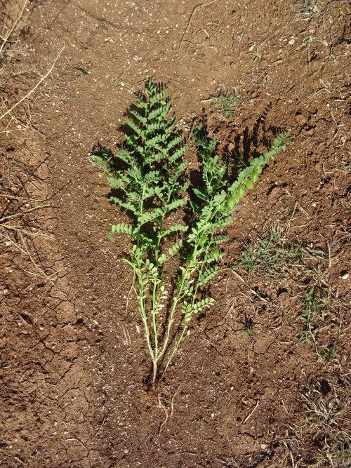 fertilisation du pois chiche