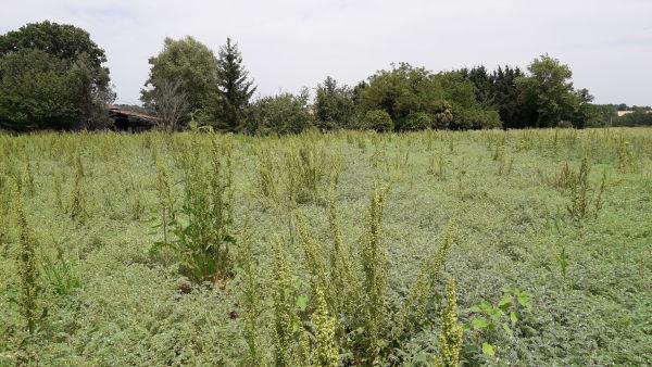 Parcelle de pois chiches enherbée