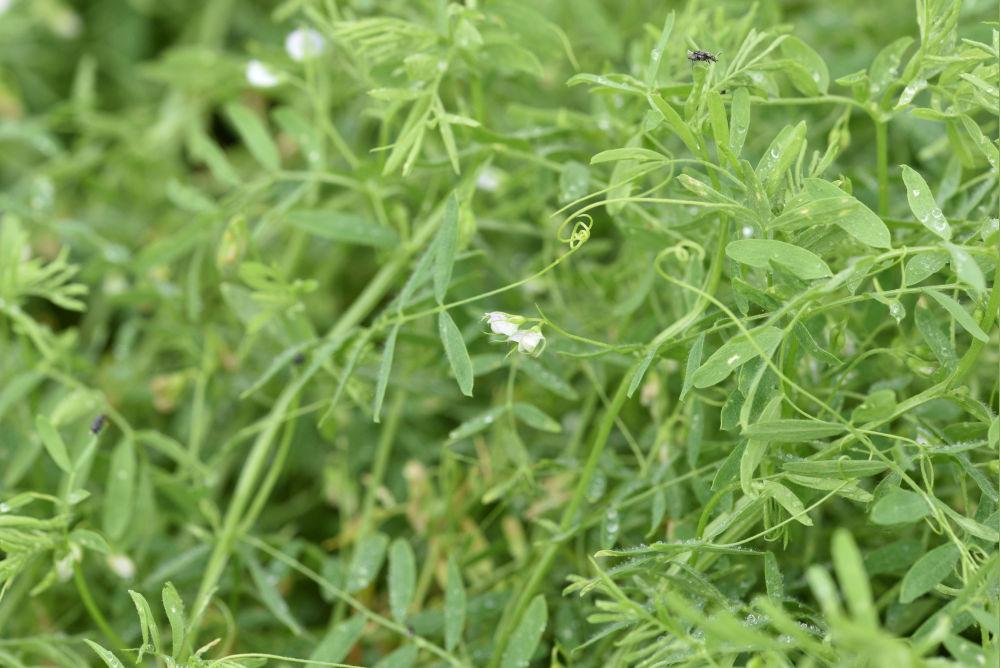 fleurs lentille