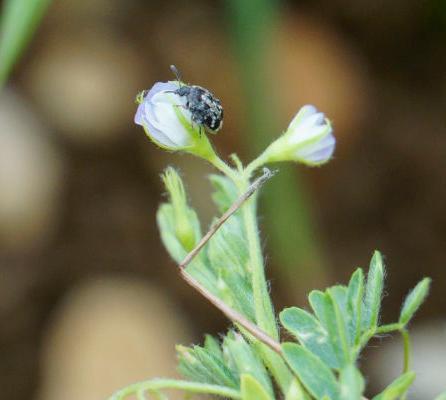 Bruche sur fleur de lentille