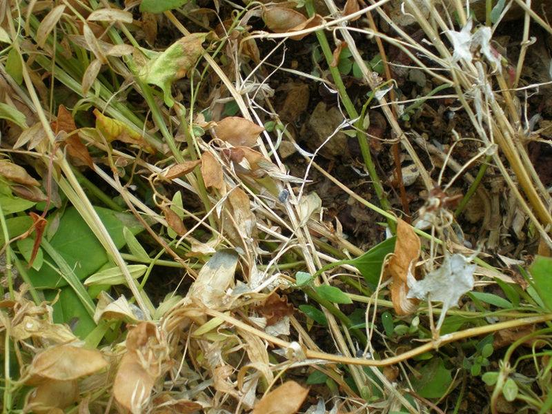 sclerotinia lentille