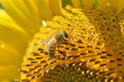 abeille sur tournesol