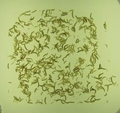 Comptage larves dans colza