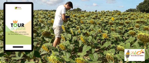 Visite sanitaire des tournesols avec l'outil tour de plaine de Terres Inovia