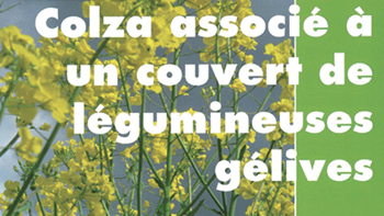 colza-associe-a-un-couvert-de-legumineuses-gelives-point-technique