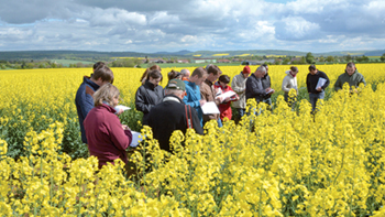 colza-de-nouvelles-strategies-pour-limiter-l-usage-des-insecticides