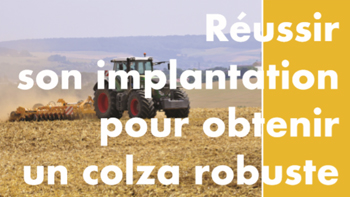 guide-technique-reussir-son-implantation-pour-obtenir-un-colza-robuste