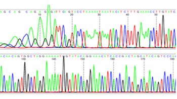 insectes-ravageurs-caracterisation-de-la-resistance-aux-pyrethrinoides-par-mutation-kdr