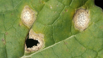 phoma-du-colza-caracterisation-des-avirulences-avrlm-1-4-6-et-7