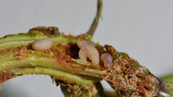 prestation-charancons-identification-de-l-espece-au-stade-larvaire