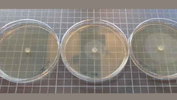 sclerotinia-caracterisation-de-la-sensibiliteau-boscalid-prothioconazole-au-metconazole-ou-a-l-azoxystrobine