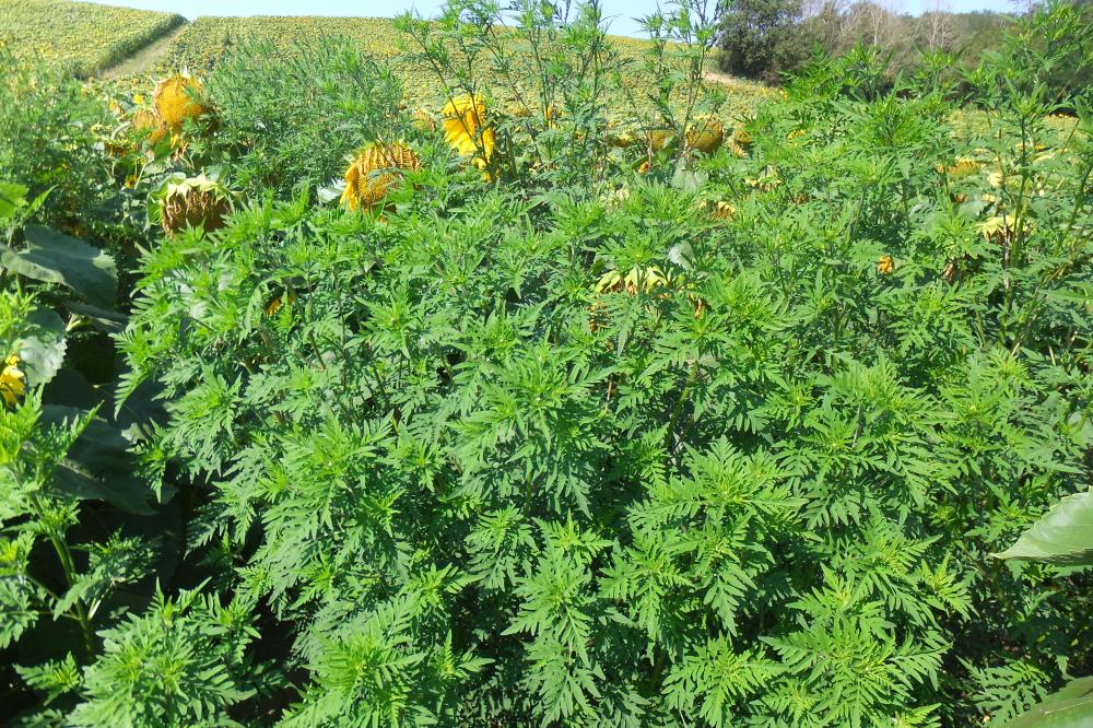 ambroisie dans tournesol