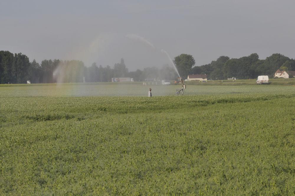 irrigation du pois