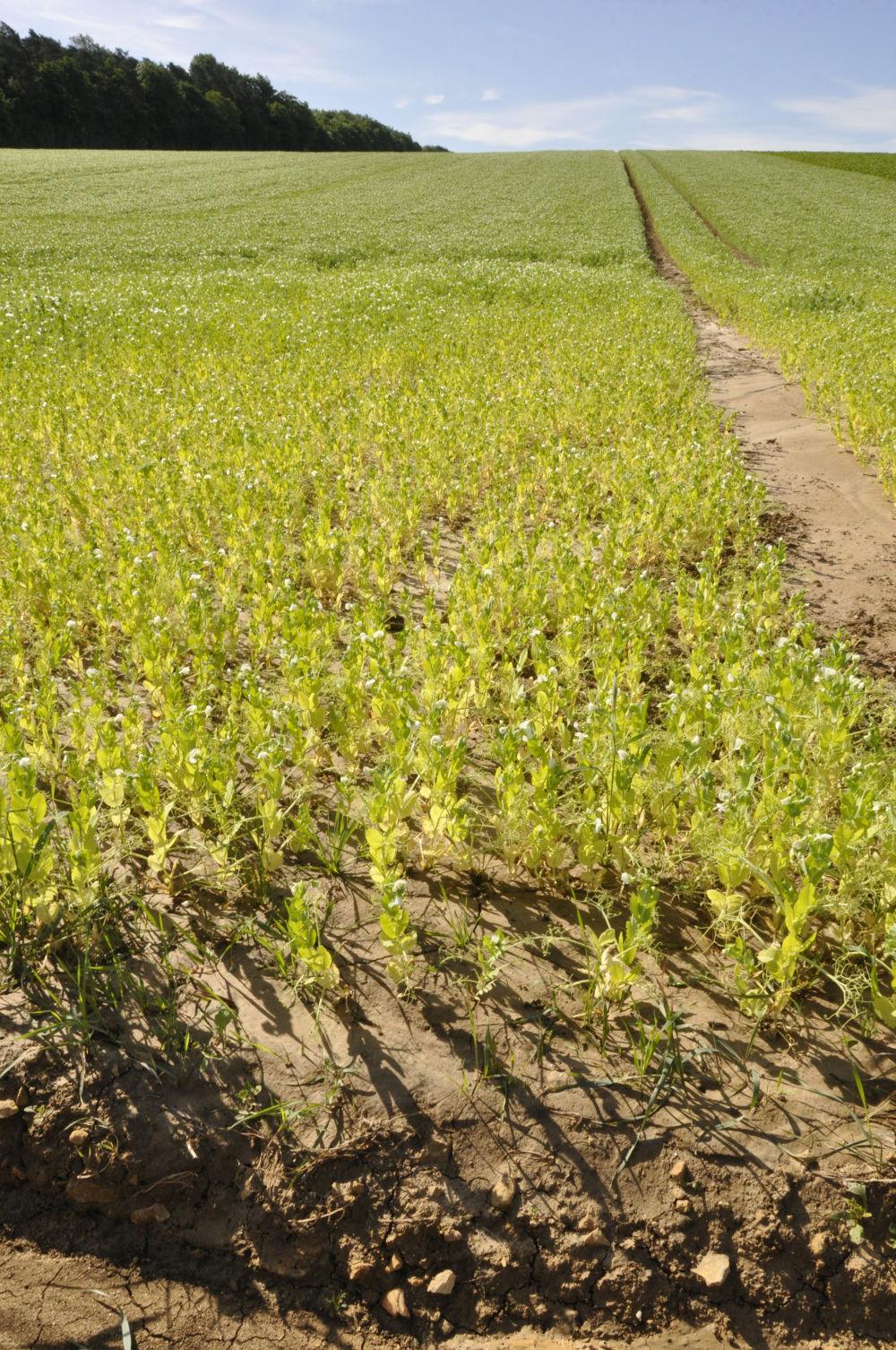 anoxie racinaire du pois