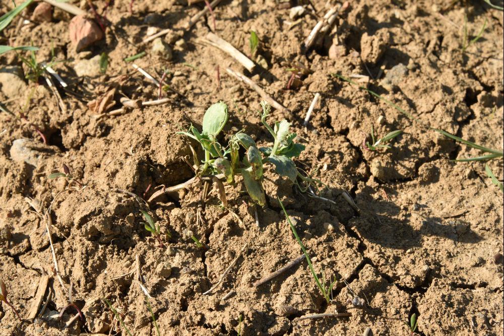 pois hiver perte de peuplement du au gel