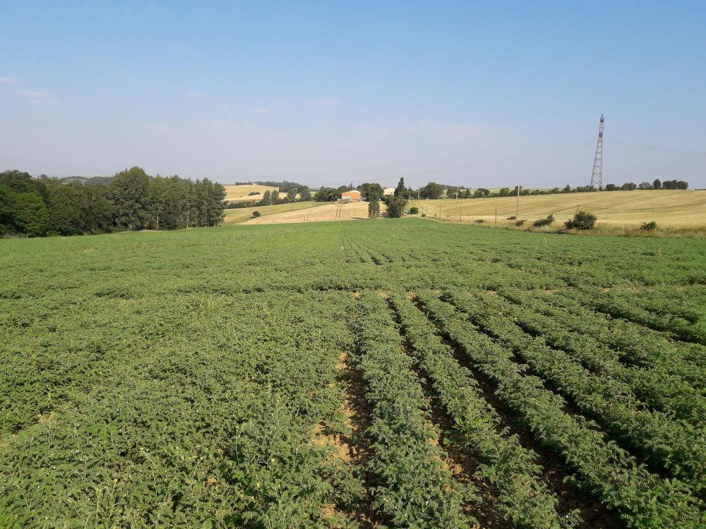 Pois chiche en interculture du pois