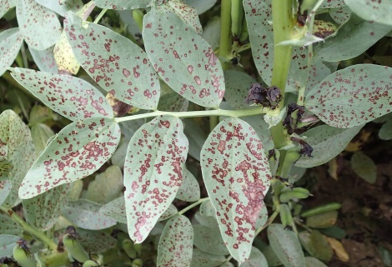 botrytis sur féverole à floraison