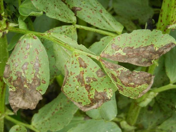 Botrytis sur feuilles de féverole