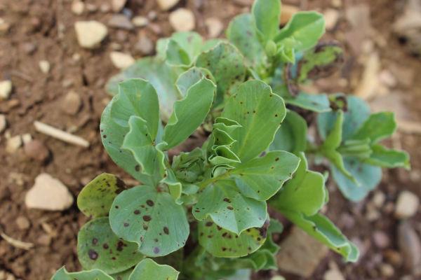 symptômes de botrytis sur féverole à la sortie hiver