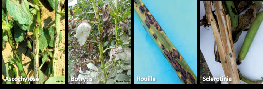 maladies de la féverole : ascochytose, botrytis, rouille, milidiou