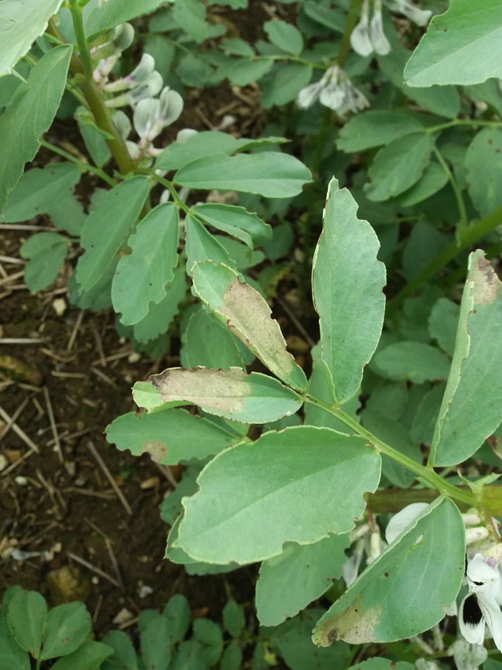 milidiou sur féverole à floraison