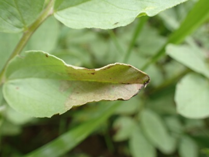 milidou sur féverole à floraison