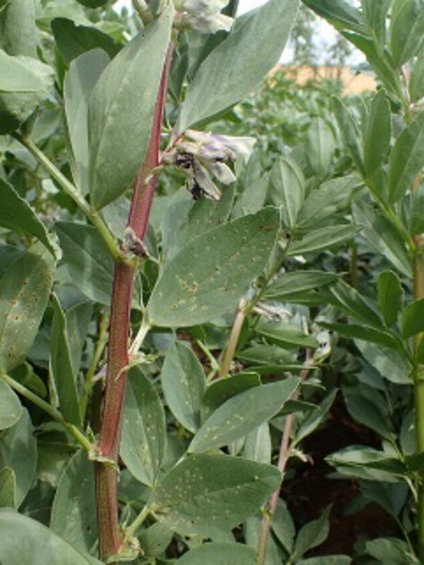 rouille sur féverole à floraison