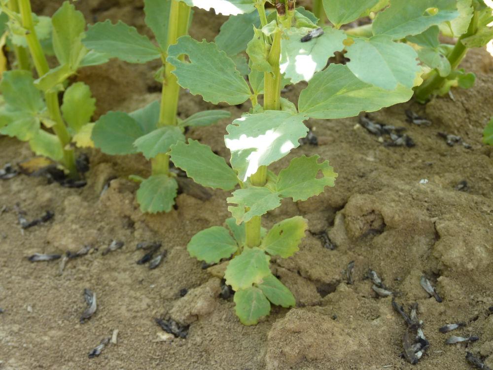 dégâts de sitones sur feuilles de féverole