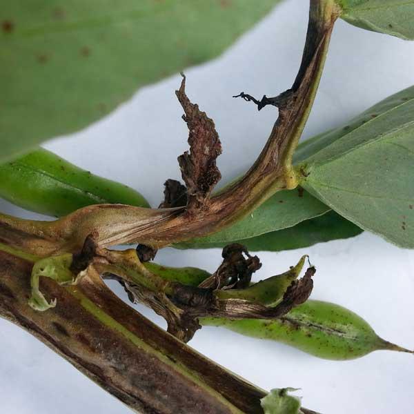 nématode sur féverole