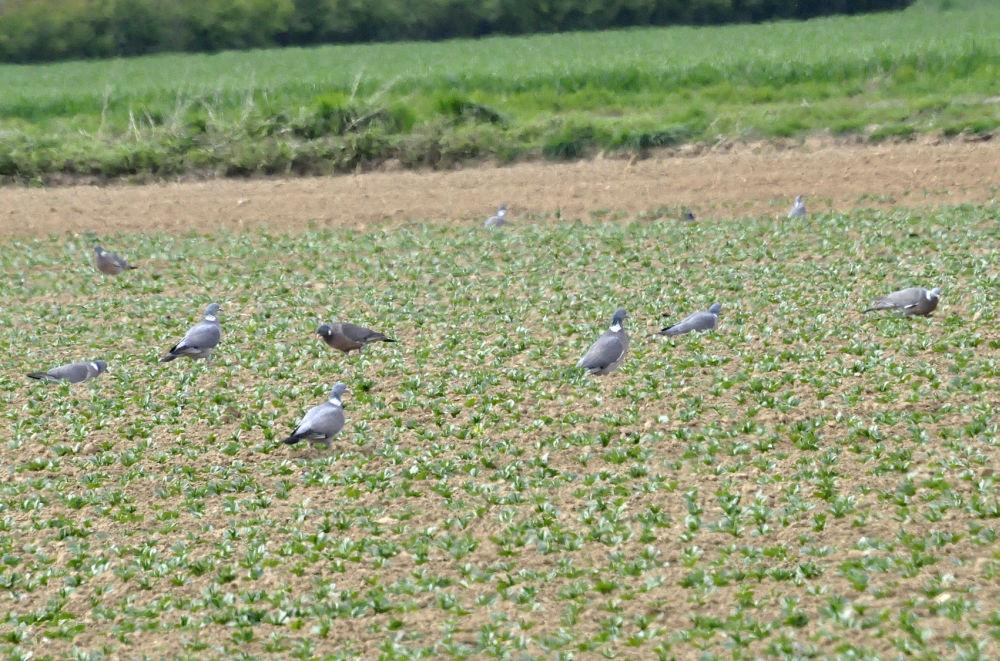 pigeons dans champ de féveroles