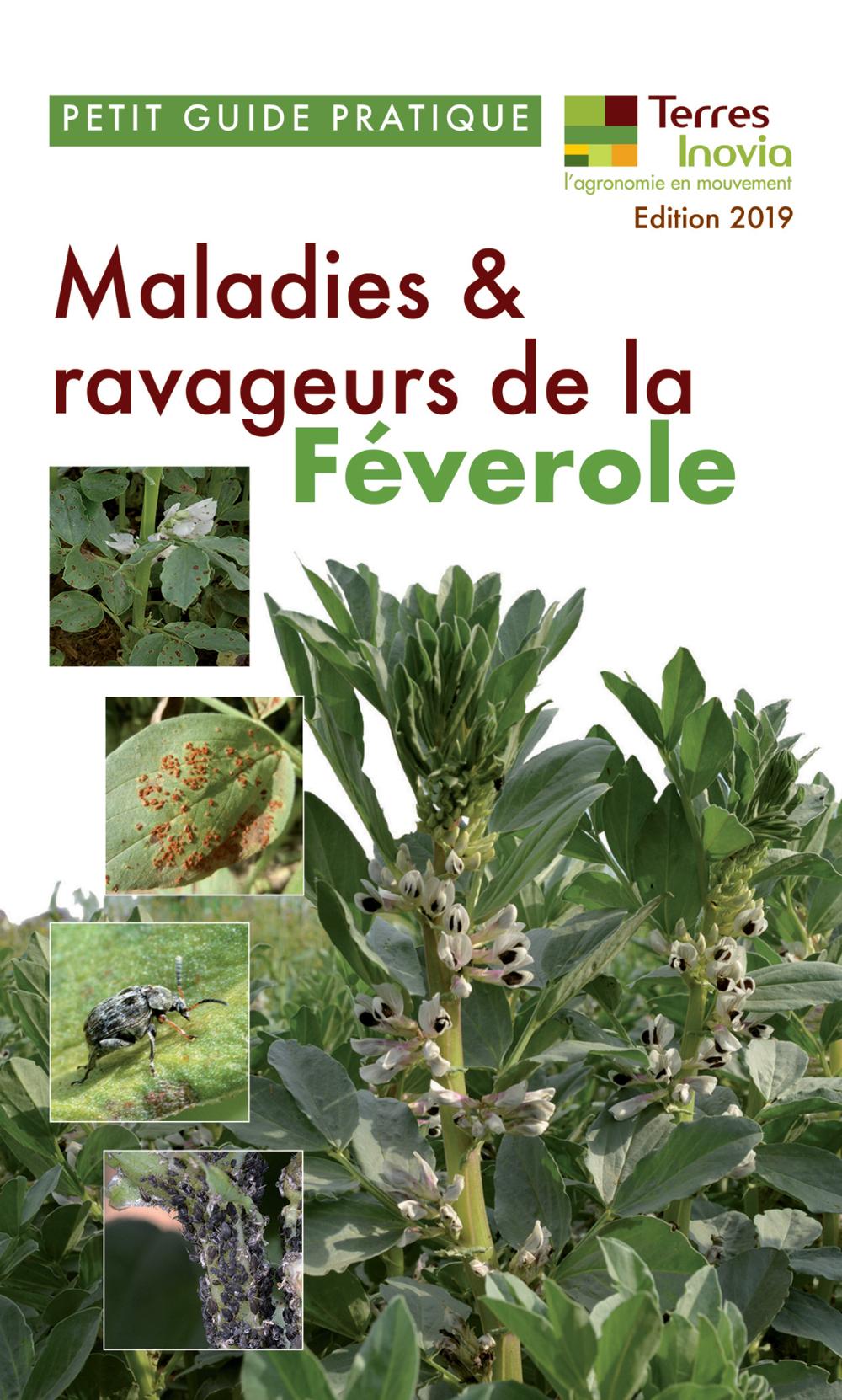 guide pratique maladies et ravageurs de la féverole