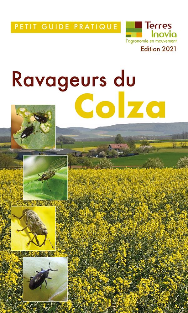 petit guide ravageurs colza Terres Inovia