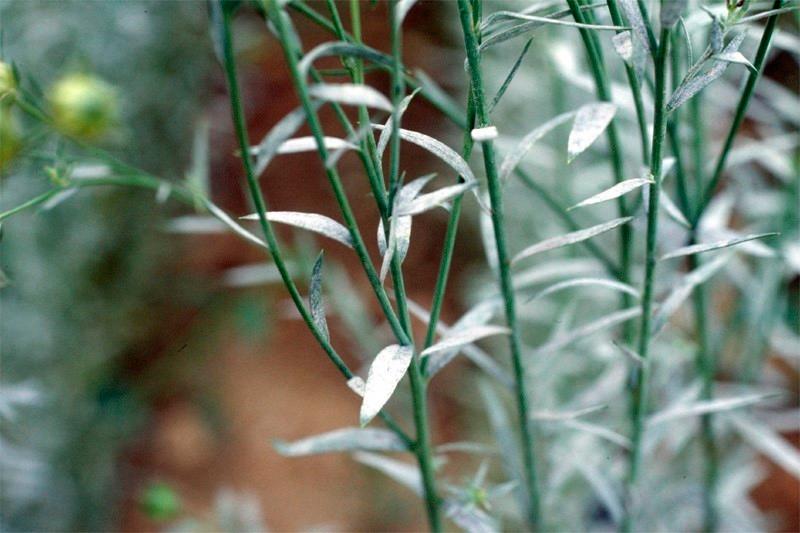 oidium sur lin de printemps