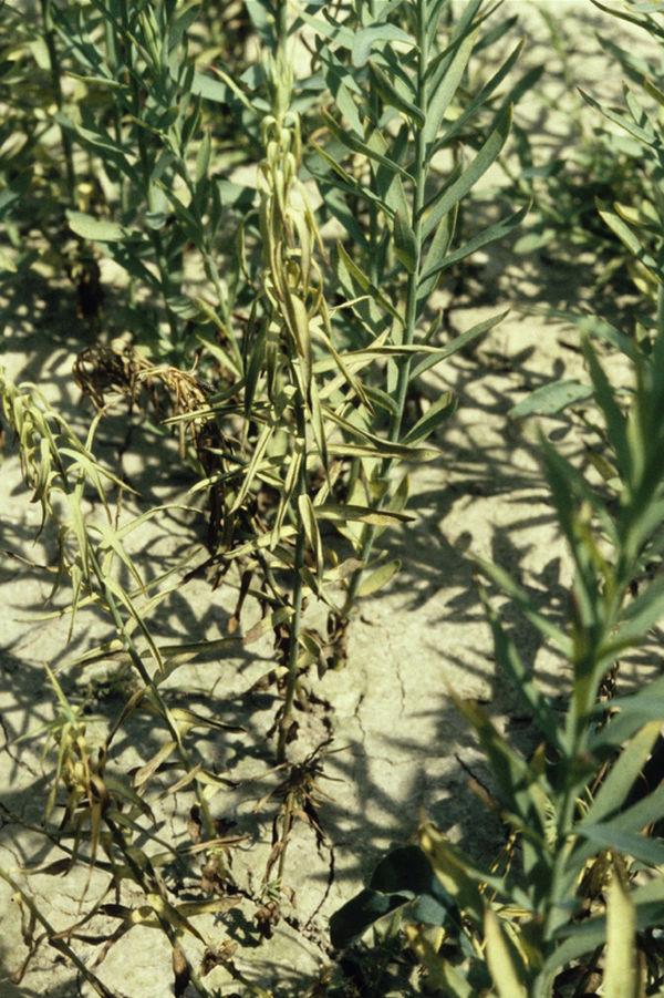 Fusarium oxysporum f.sp. lini