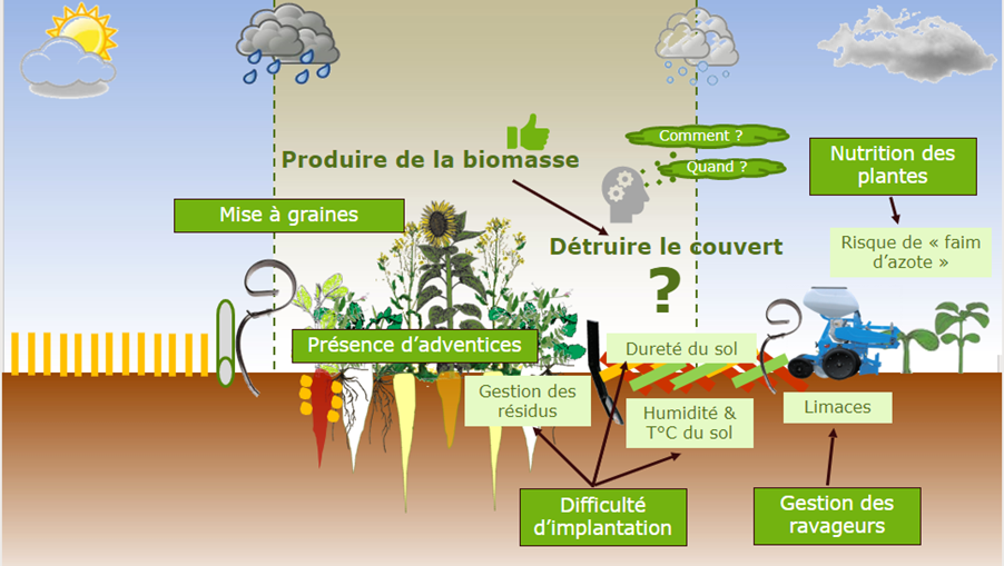 Coût de destruction des couverts végétaux à la loupe au GEDA du Ternois