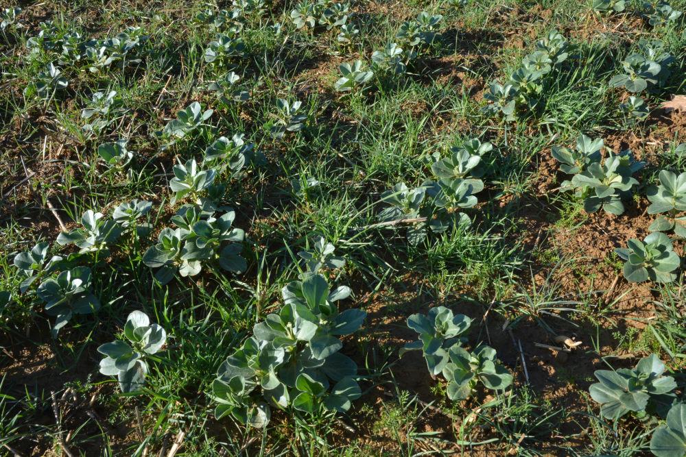 Vulpins dans une parcelle de féverole