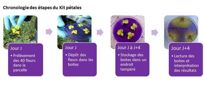 Chronologie des étapes du Kit pétales de Terres Inovia