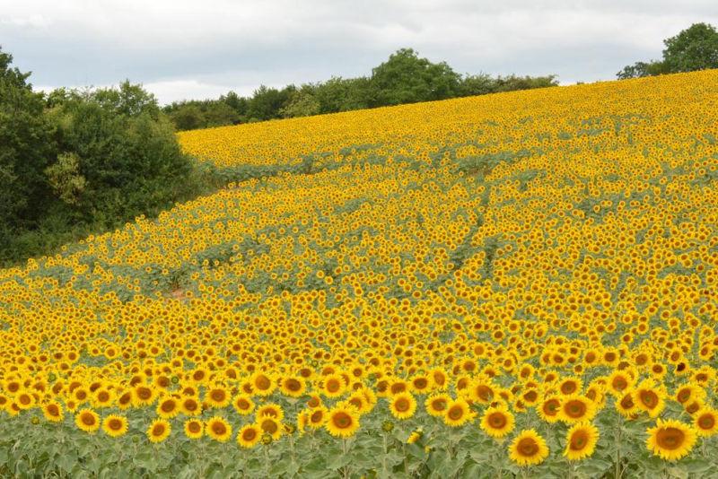 champ de tournesol