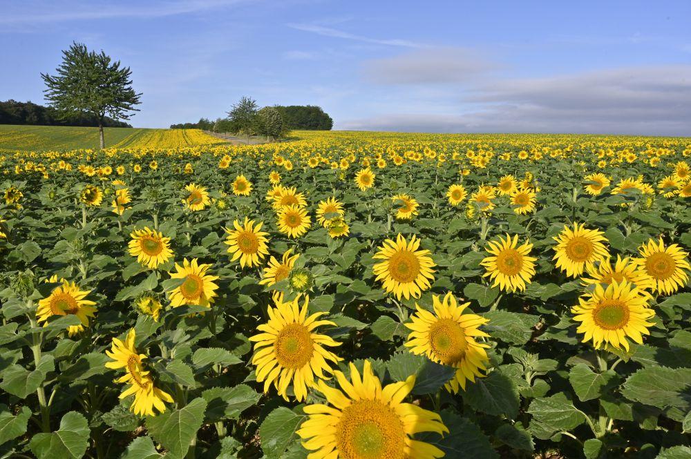 champ de tournesols en floraison