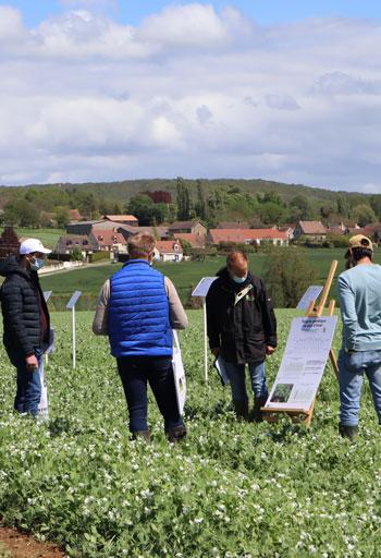 Visite pois d'hiver TI-CAIDF le 10 mai 2021 - Terres Inovia - A. Maurice