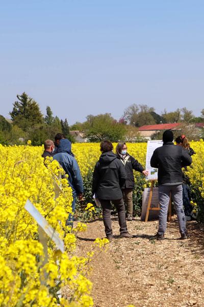 Visite colza pois du 15 avril 2021 - Terres Inovia - A. Maurice