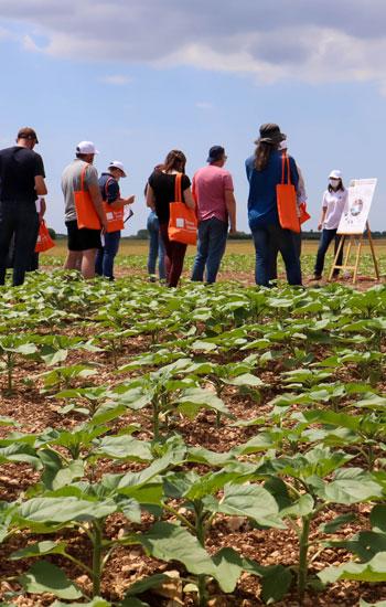 Visite Tournesol du 7 juin 2021 - Terres Inovia - A. Maurice