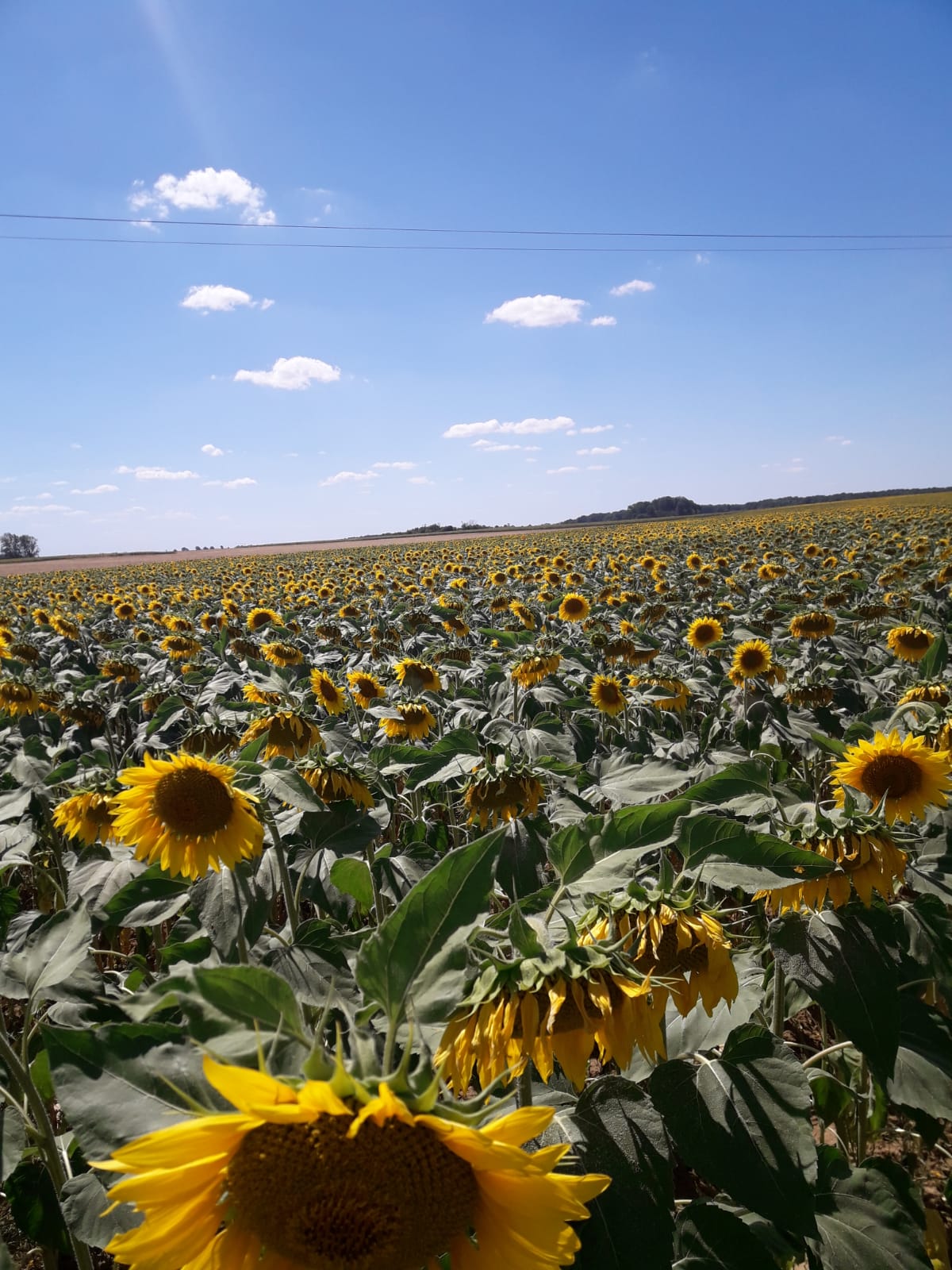 Le tournesol, une plante aux vertus agronomiques intéressantes