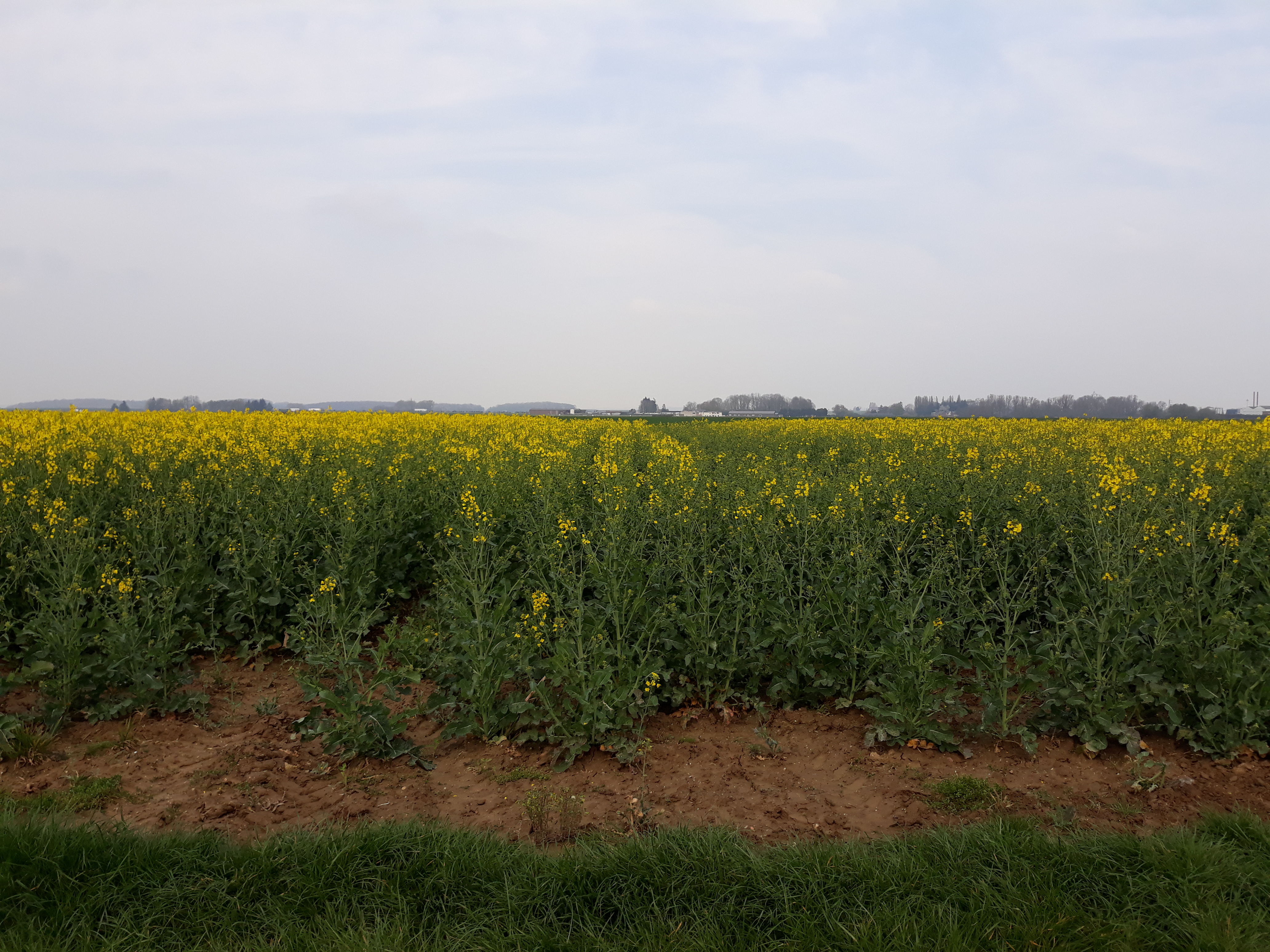 Sur la plateforme Syppre Picardie, un système innovant a été testé à côté d'un système témoin. 