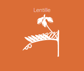 lentille 2021