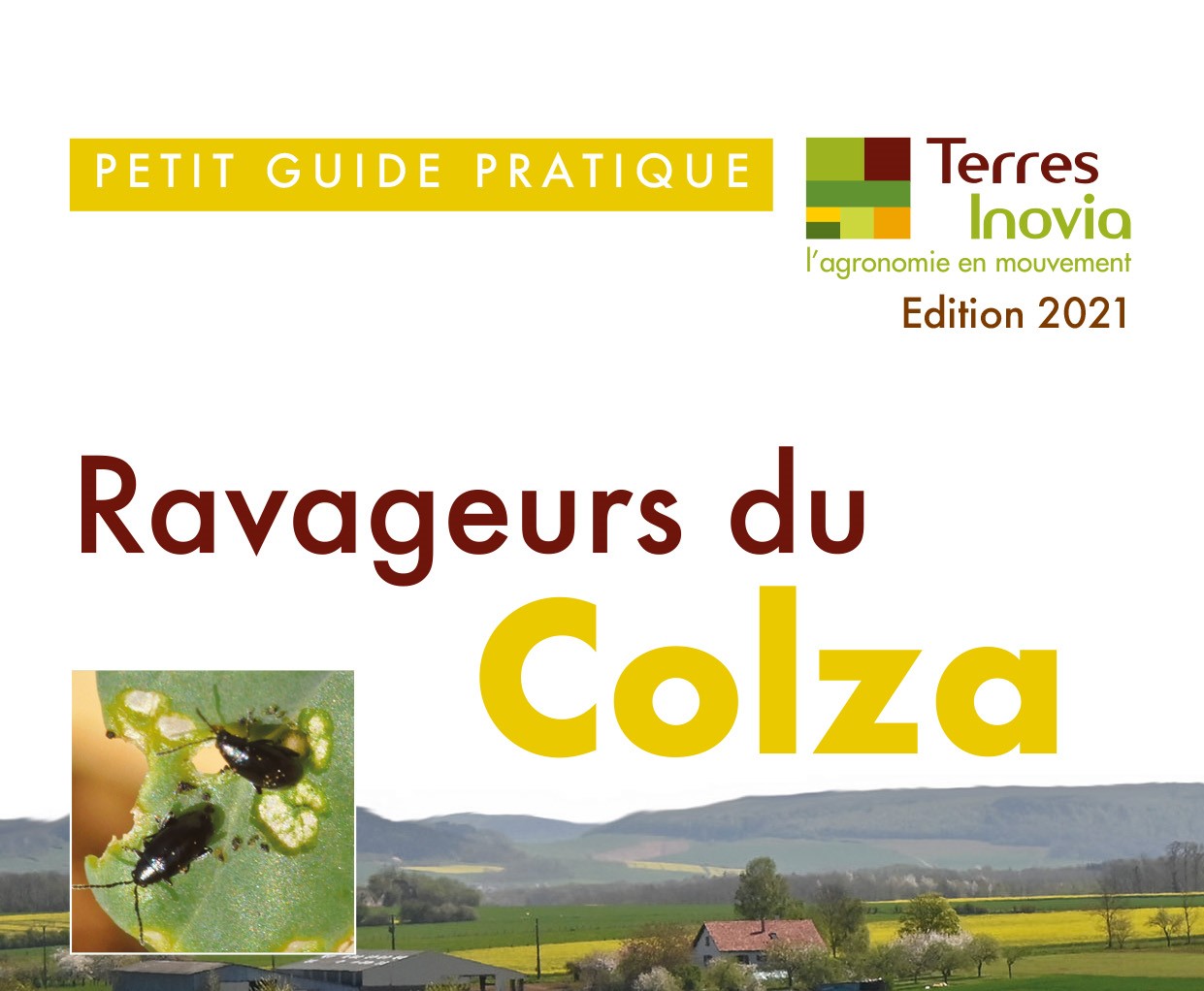 terres inovia colza tournesol maladies ravageurs