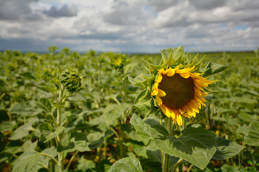 tournesol